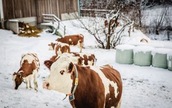 Bauernhoftiere im Winter
